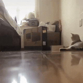 "Kitten Drifting"