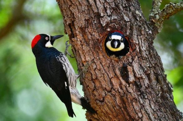 This bird even nests in the fall to take advantage of the abundant supply of acorns