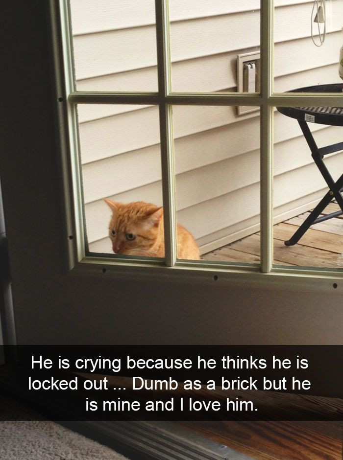 A Huge Collection of The Most Hilarious Cats On Snapchat