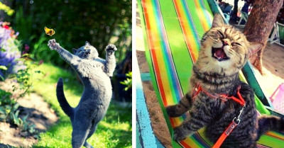 15+ Funny Images Where Cats Are Adorably Having The Best Times Of Their Lives