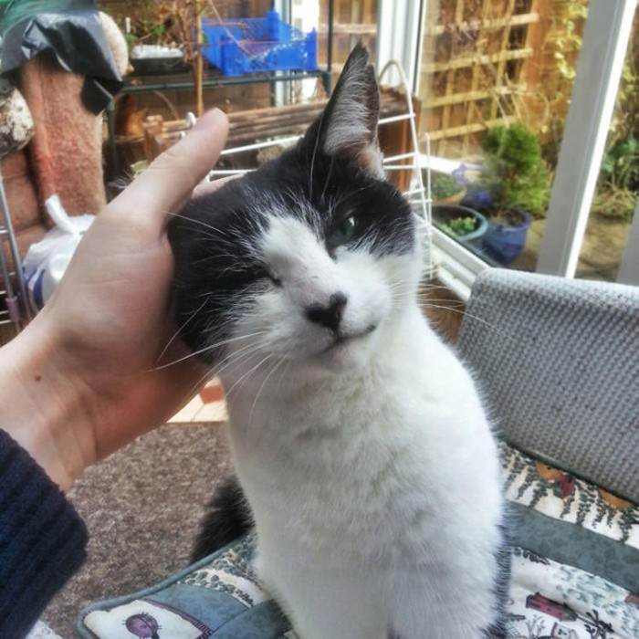 This little cat found in a garden has so much love to give that his nose is shaped like a heart!