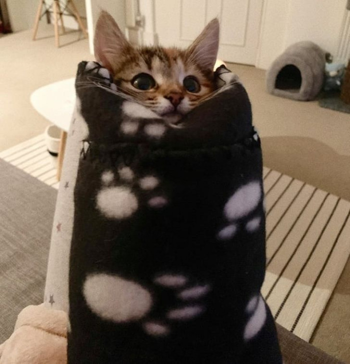 20. Purrito anybody??