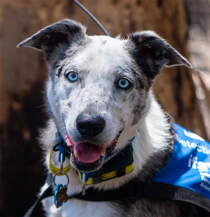 This is Bear – a dog who is helping to save koalas