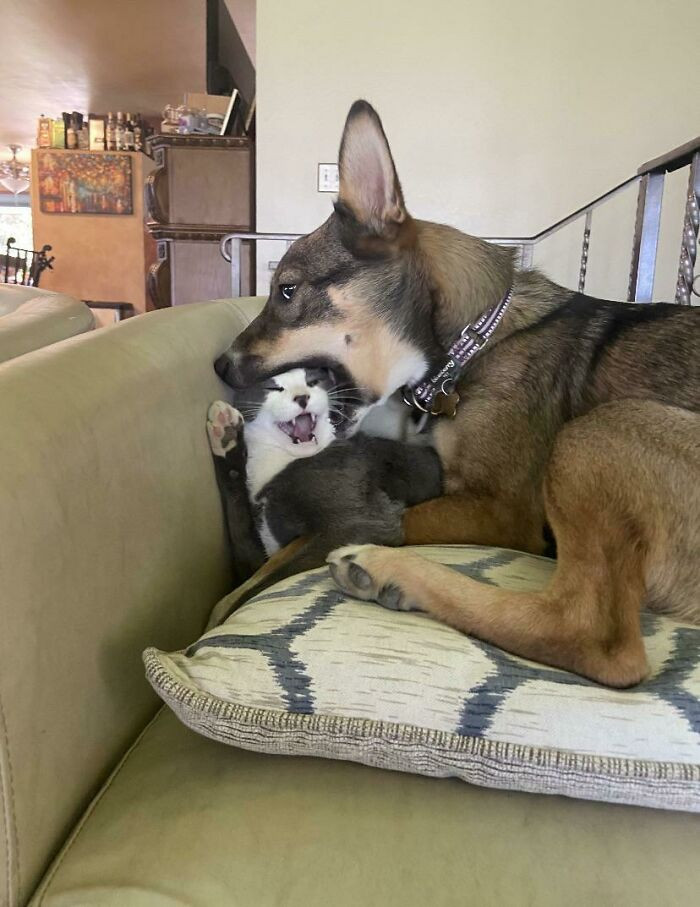 36. No animals were harmed in this derp. Hey, stop, stop, stop. That tickles!