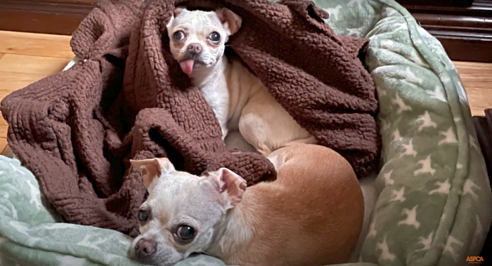 The adorable pair has changed Jeanette's life and brought joy back into her home. They have helped her heal from her grief.