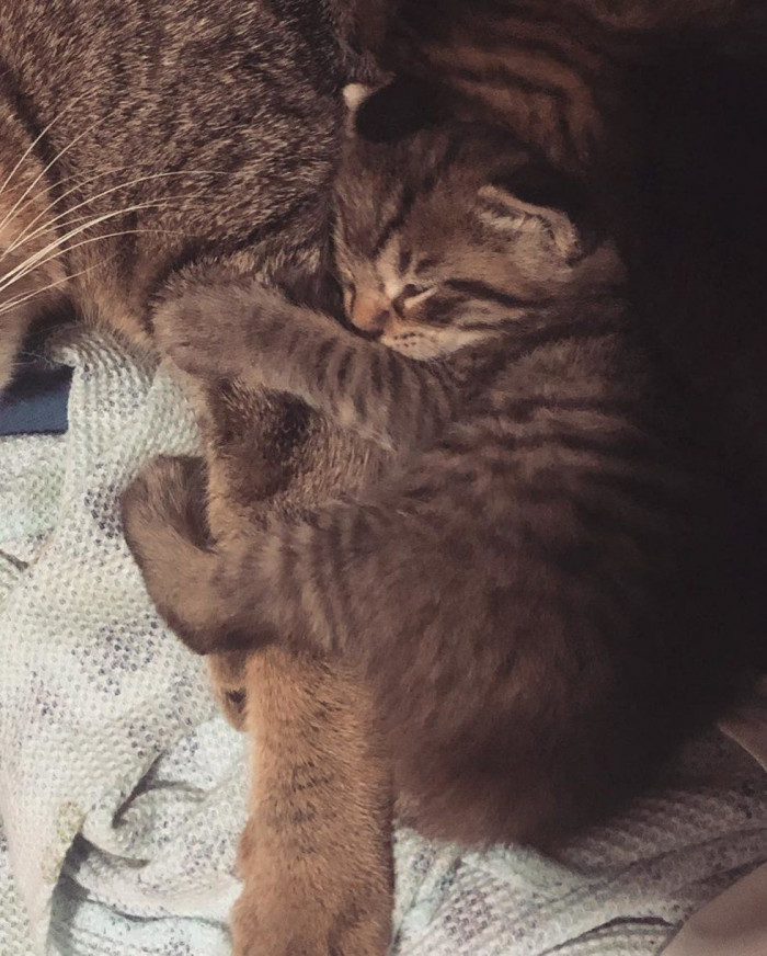 Newborn kittens resting in a hidden corner, mother cat nearby