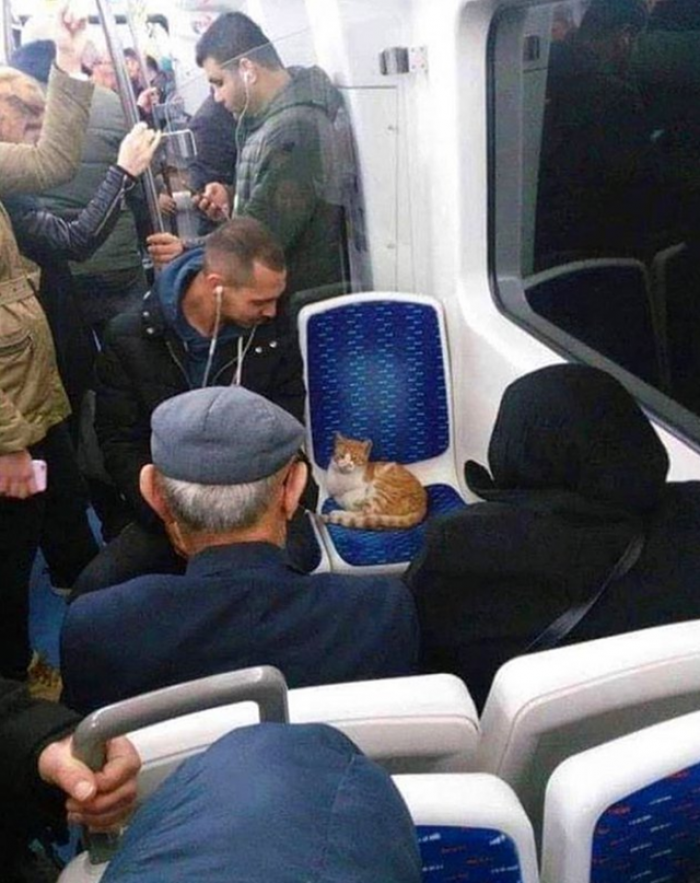 21. "People prefer to stand instead of removing the stray cat."