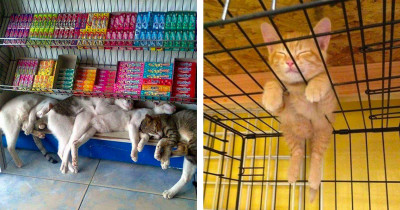 Cats That Love Sleeping In The Weirdest Possible Places