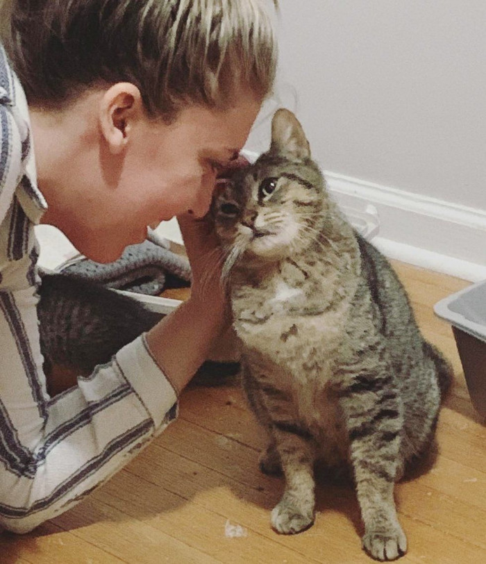 Stray gray tabby cat slips into a quiet home doorway at night