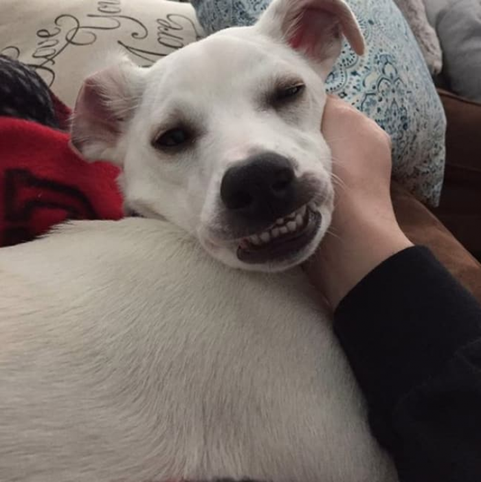 Birthday boy dog celebrating with cheerful, festive accessories, smiling face
