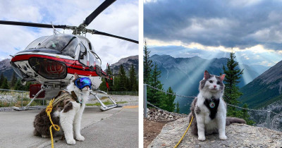 Gary The Rescue Cat And His Adorable Adventures