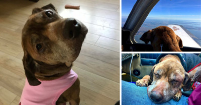 Pilot Flies An Old Dog To Its Last Home And Changes Her Life