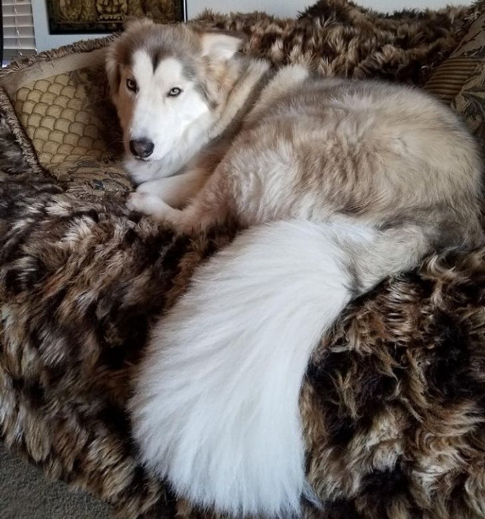 2. Dog with a fluffy long tail.