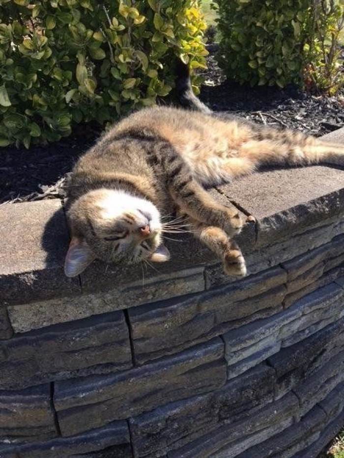 Woman scrolls a shelter’s Facebook page, searching for her missing cat online.