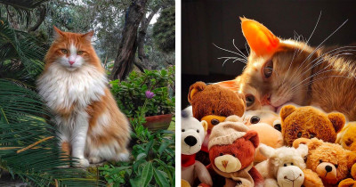 Woman From Italy Is Capturing Her Cats' Carefree Life In Photos And They Make Us Envious