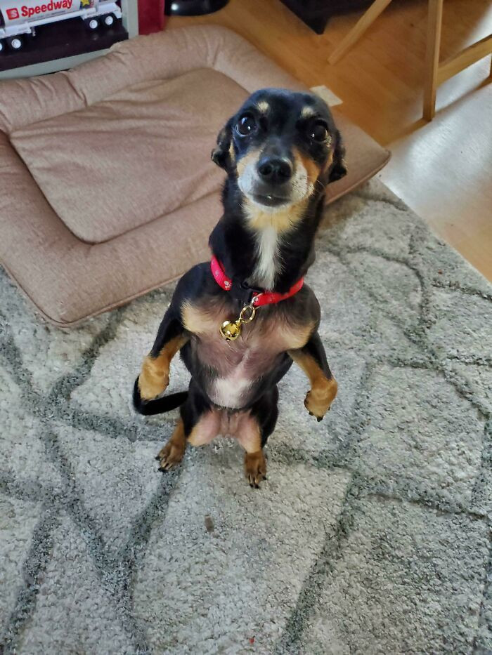 38. Bella, the dog, stands like a man when she begs. She is so cute!