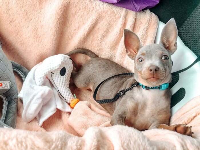 44. Cute name for a cute dog!