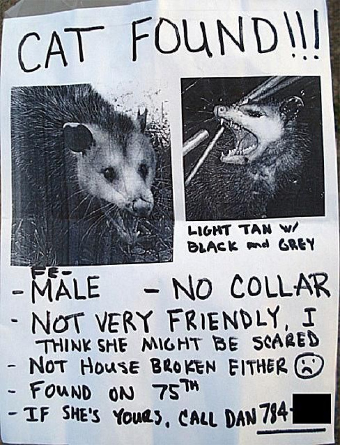  CAT FOUND