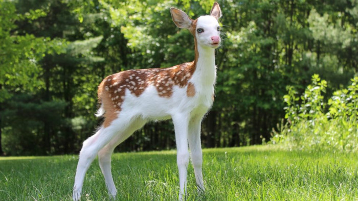 Dragon was rejected by his mother at birth before he ended up at Deer Tracks Junction.