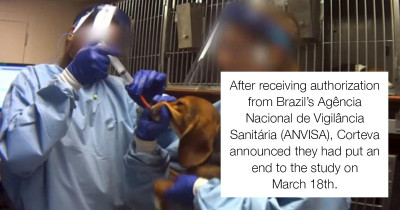 36 Beagles That Survived Cruel Lab Testing Are Now Looking For Their Forever Homes