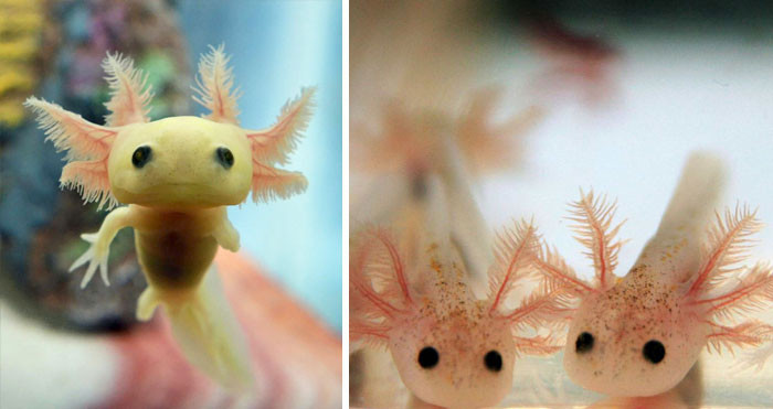 43. Baby Axolotl