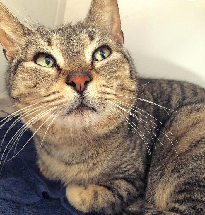 Close-up of a pregnant cat crouched indoors, preparing to give birth