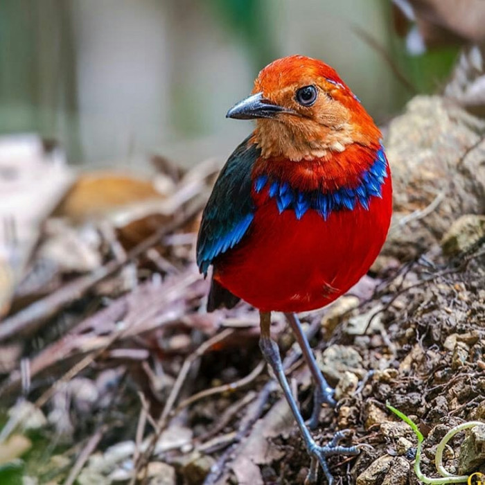 Blue-banded Pitta mostly feeds on insects, snails and insects