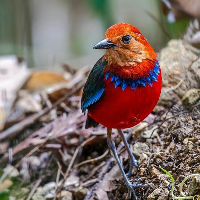 Bright Red Jacket And A Shimmering Blue Necklace Make Blue-Banded Pitta A Royalty Of The Bird World