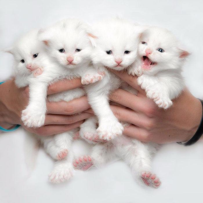 Super Fluffy Maine Coon Kittens Are SO Small It's Hard To Believe They