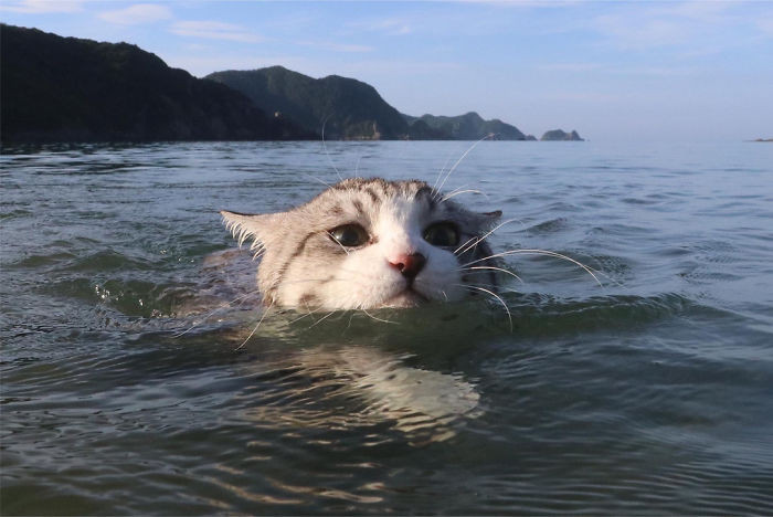 6. Swimming kitty