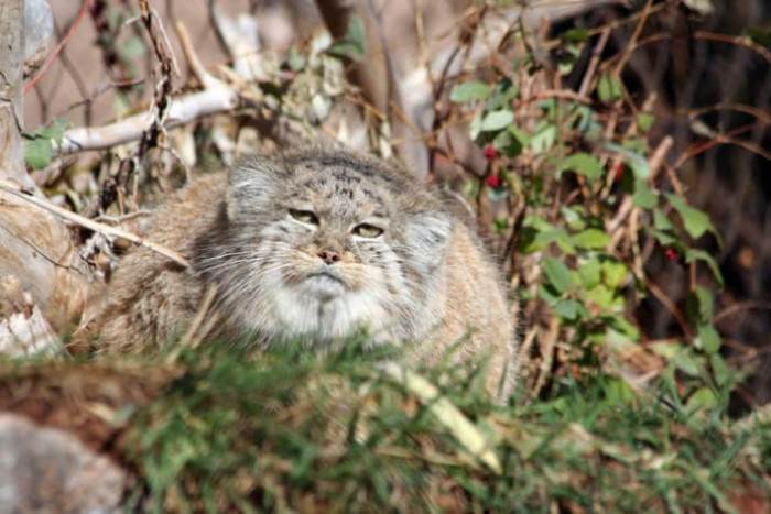Manul cat looking displeased as someone leans in for kisses.