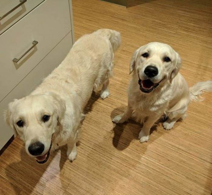 Golden Retriever dog standing near a toddler’s bedroom door, alert and attentive