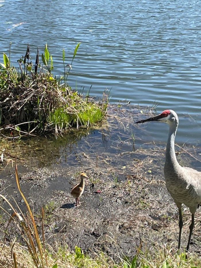 These Florida Sandhills just had new babies.