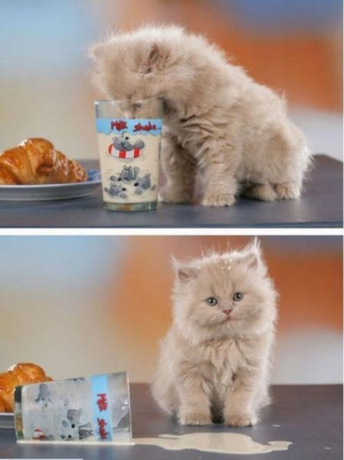 8. This fluffy white kitten loves milk and croissants