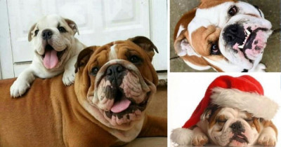 10+ Bulldogs That Are The Cutest Of All Bulldogs