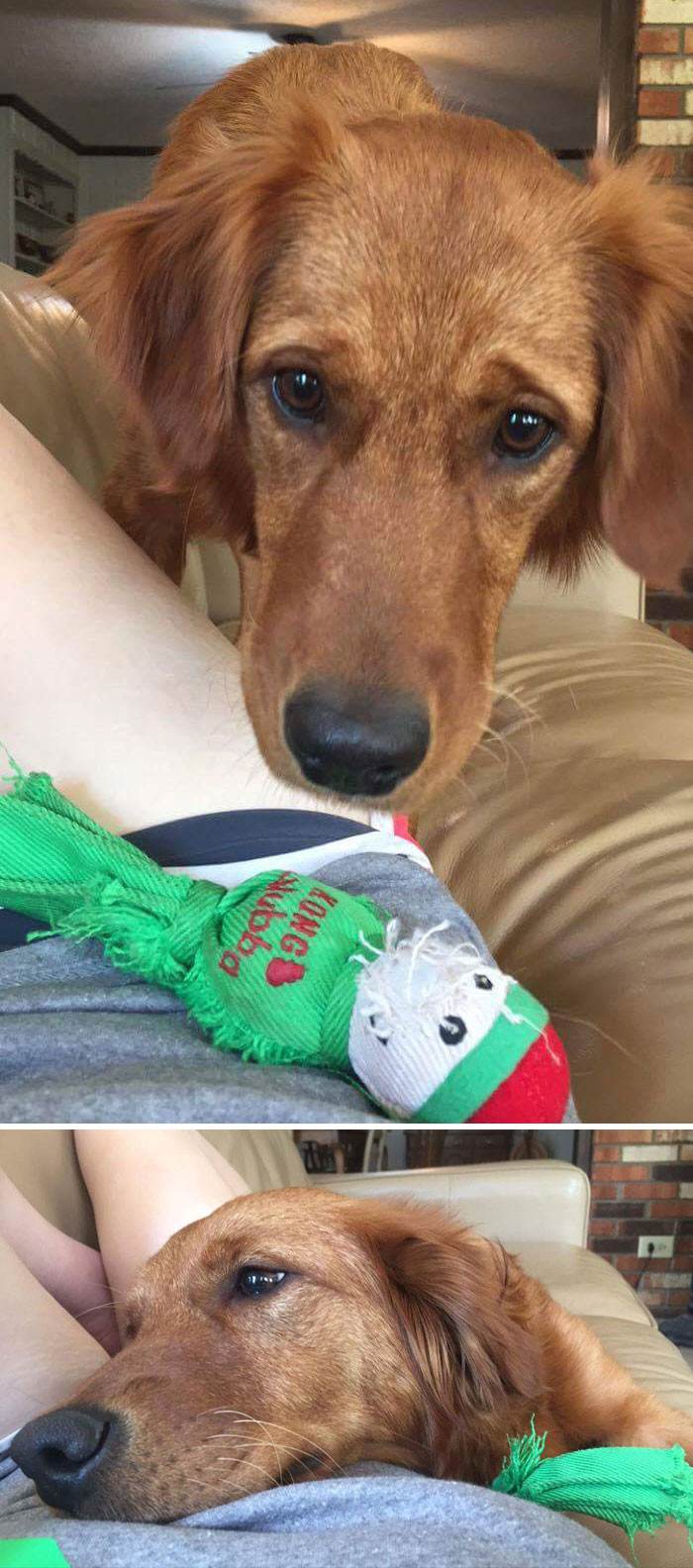 "My Girlfriend's Dog Knew She Was Feeling Unwell, So She Brought Her a Toy."