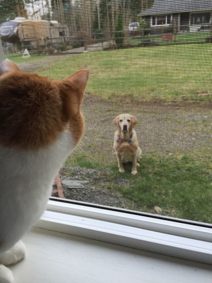 #105 My Dog Meets My Cat For The First Time. They Had A Stare Down For At Least 10 Minutes