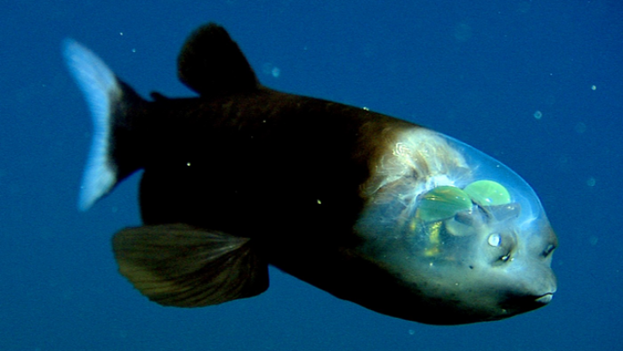 5. Barreleye Fish