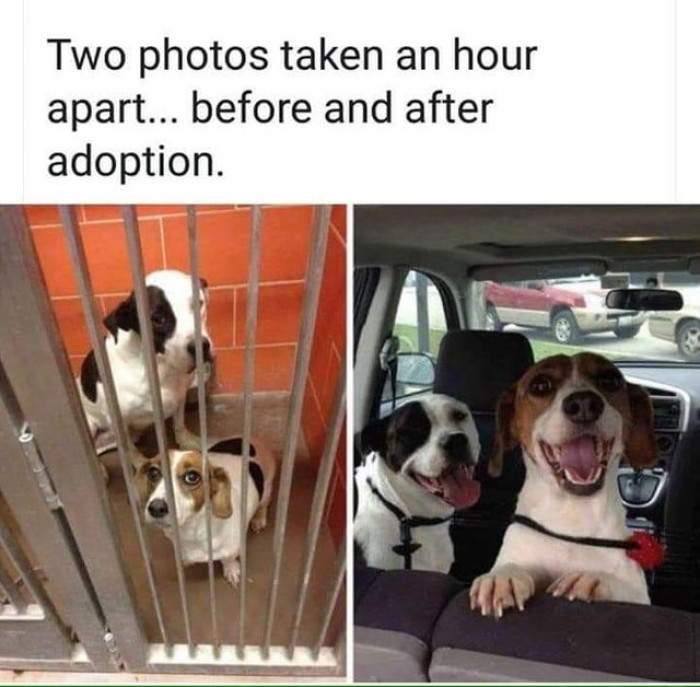 5. These pups are finally free and have a fur-ever home!