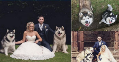 How These Famous Malamutes Made This Couple's Wedding So Much Better