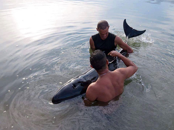 The Surfers Held the Whale Until It Regained Strength to Swim to Open Waters