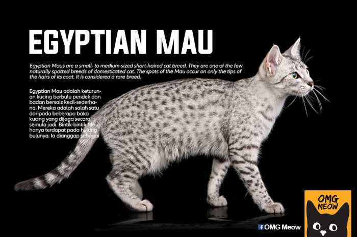 43. Egyptian Mau