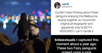 Wholesome and Hilarious Animal Tweets That Will Keep You Mentally Healthy While Stuck at Home
