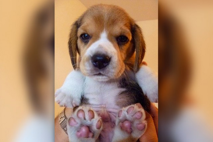 23. Puppy toe beans