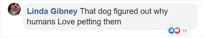 Ruby and fellow dogs together, Ruby’s constant petting draws attention