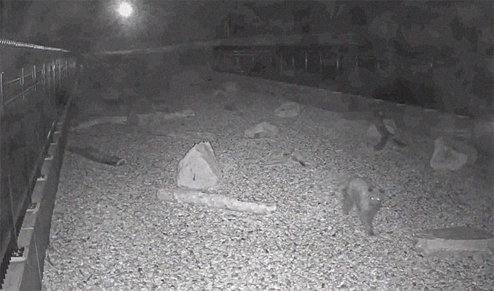 Now, animals can cross the highway safely, whether it's day or night