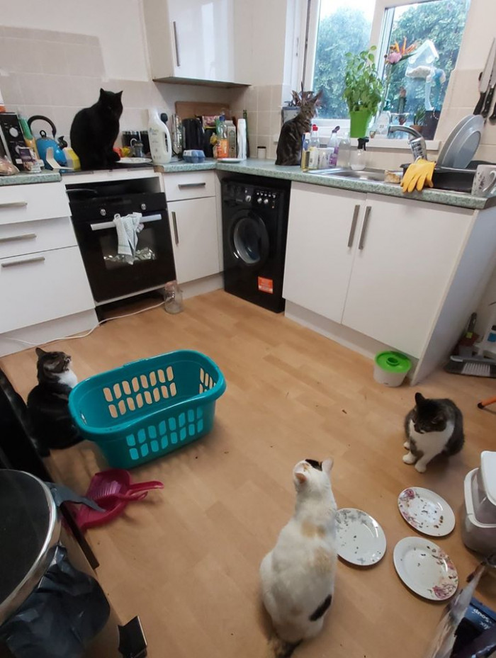 5. “I went to my kitchen to get my washing out of the machine and feed my cats, but walked into five cats in my kitchen. I only have three!”