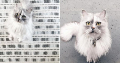 The Most Beautiful Cat On The Internet