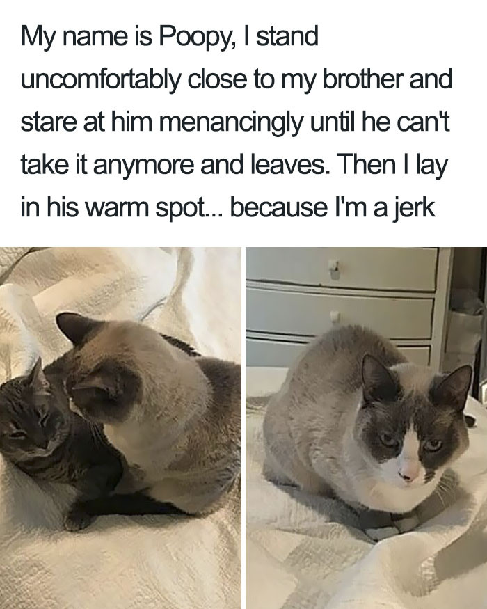 Never mind me, I'm just over here asserting my dominance.