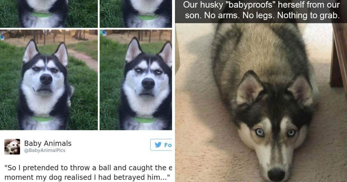 10 Hilarious Photos That Will Remind You Of Just How Weird Huskies Are